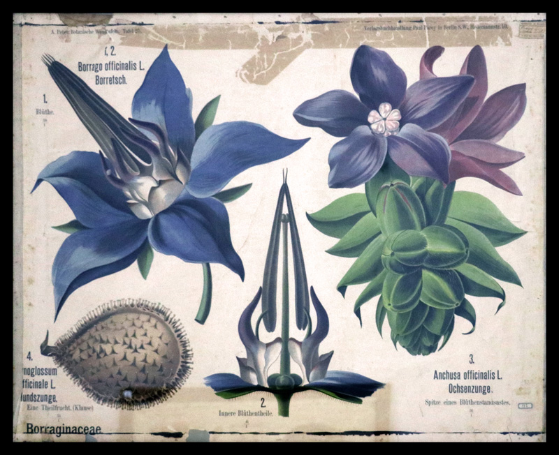 Tafel 25 Borraginaceae